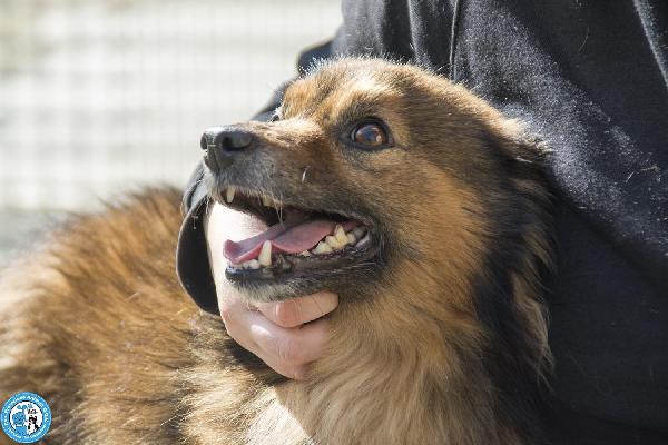 Bush: un simpatico orsetto di 10 kg Foto 8